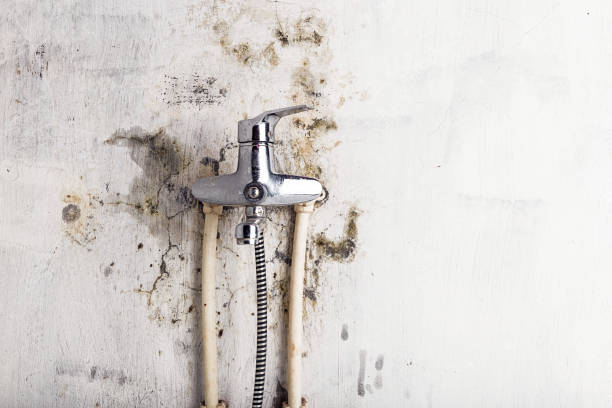 Best Fast Mold Removal  in Camilla, GA