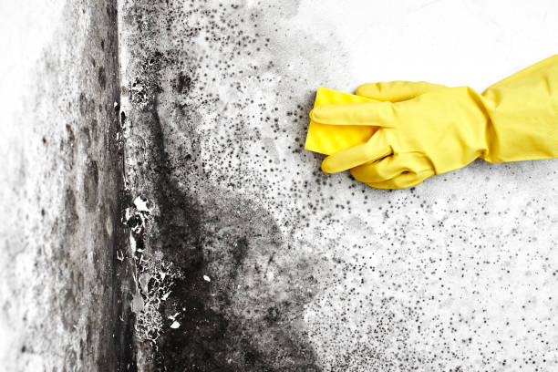 Attic Mold Removal in Camilla, GA