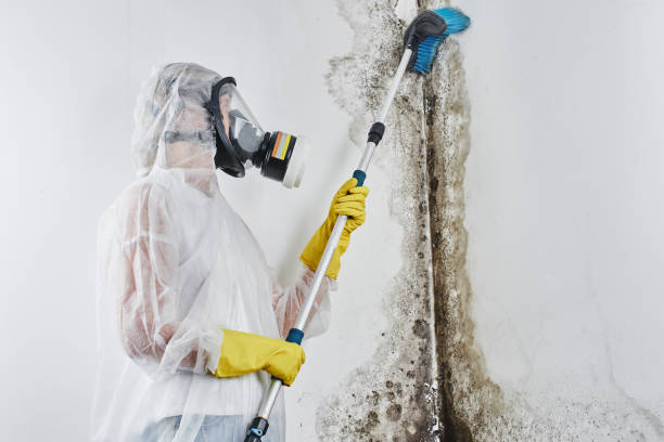 Best Mold Testing  in Camilla, GA