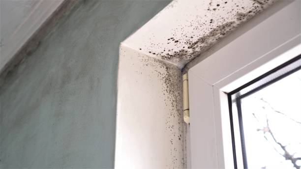 Crawl Space Mold Removal in Camilla, GA