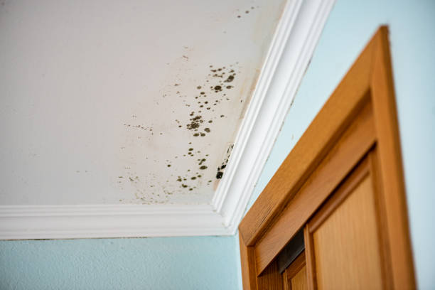 Best Professional Mold Removal  in Camilla, GA