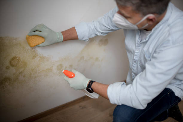 Best Professional Mold Removal  in Camilla, GA