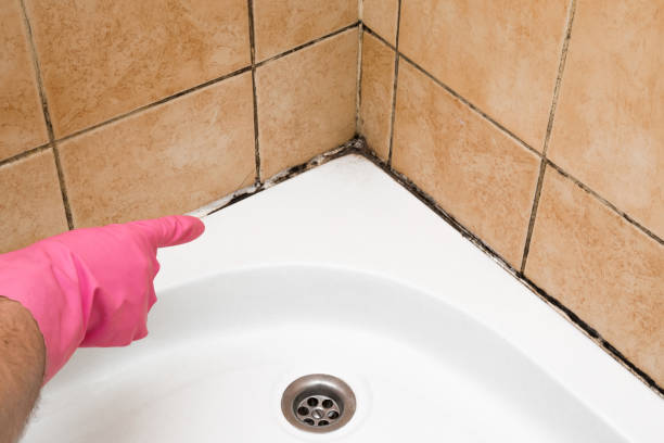 Best Best Mold Removal Companies  in Camilla, GA